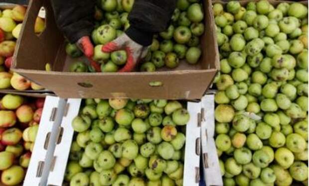 An employee sorts apples at a food market, which operates once a week on Saturday, in the Russian southern city of Stavropol, March 7, 2015. Russia's annual inflation accelerated to 16.7 percent in February, and monthly inflation rose to 2.2 percent month-on-month, the Federal Statistics Service said on March 5. Inflation in Russia has been rising steeply as a result of a slide in the rouble, which has pushed up import prices, and restrictions on many Western food imports in retaliation for sanctions imposed on Russia over the Ukraine crisis. REUTERS/Eduard Korniyenko (RUSSIA - Tags: BUSINESS FOOD SOCIETY)