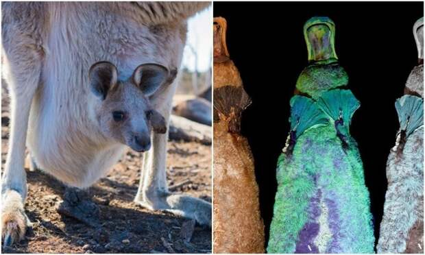 Любопытные факты о братьях наших меньших