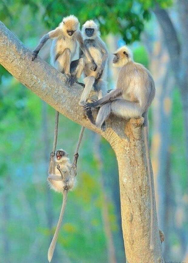Эти забавные животные животные, фото, юмор