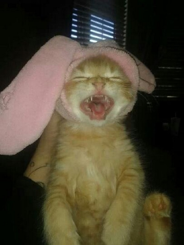Милые и забавные животные