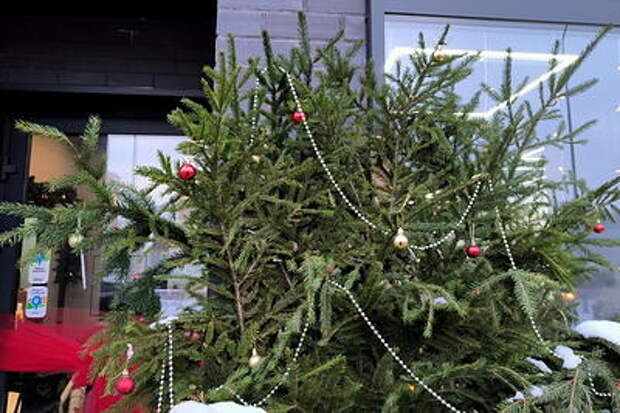  Когда вынесешь елку? В Краснодаре начали принимать новогодние деревья на переработку