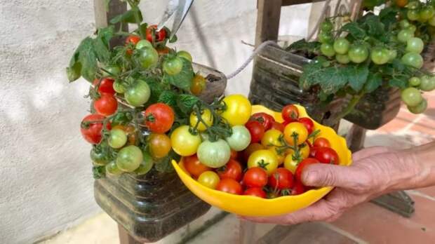 Выращиваем мини томаты на балконе