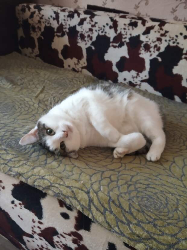 девушка приютила кошку спящий кот