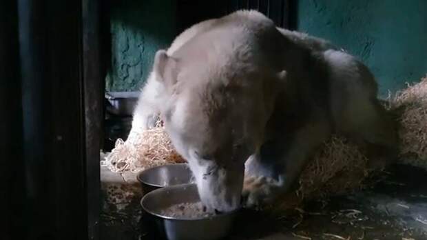 Частичная чувствительность появилась у медведя Диксона в Московском зоопарке