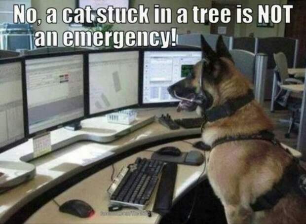 service dog memes always bring out the smiles 13 Service dog memes always bring out the smiles (40 Photos)