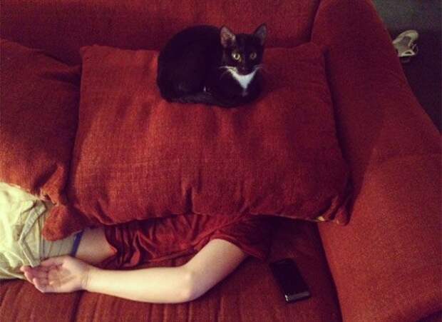 кошки, которые хотя убить своих владельцев, злые кошки