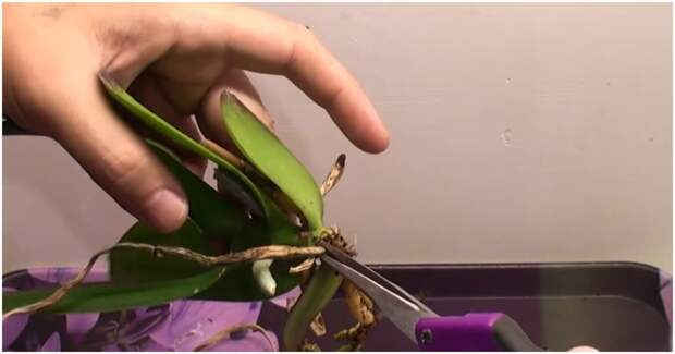 Наращиваем корни: как обработать орхидею и создать для нее комфортные условия