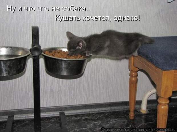 Смешная котоматрица