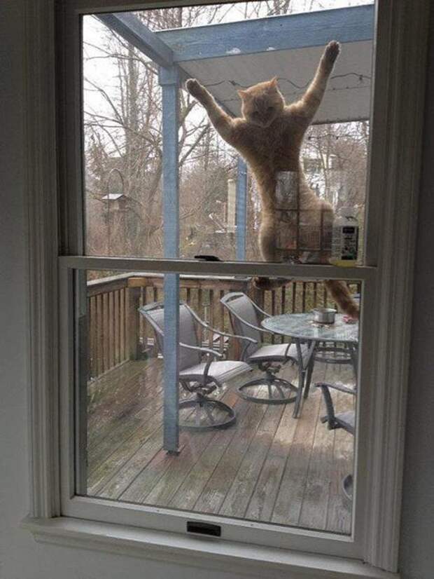 Котики