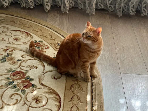 7 молчаливых прощаний: как кошки дают понять, что ее время уходит