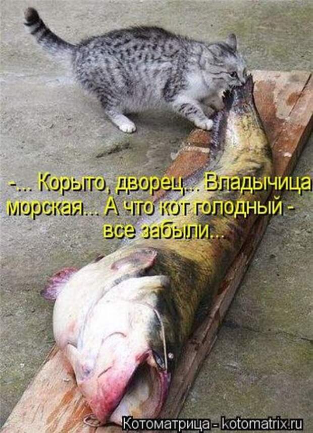 Сборник весёлых котоматриц (35 шт)