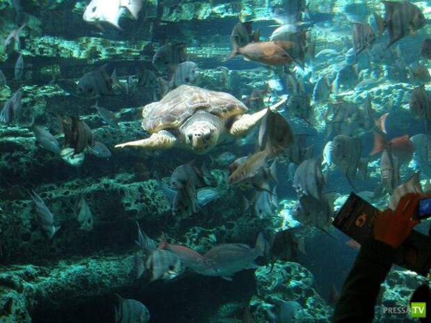 Самый большой аквариум в мире (34 фото)