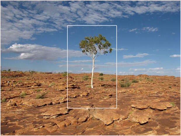 Corymbia aparrerinja.