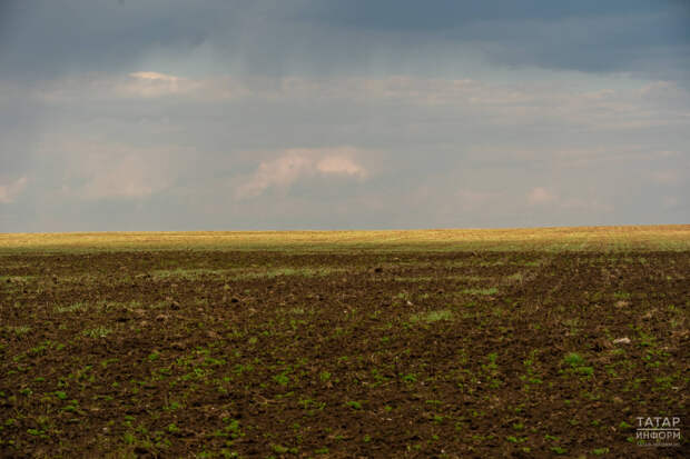 Затраты на весенне-полевые работы в Татарстане оценили в 43 млрд рублей