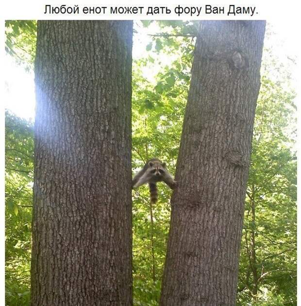 Еноты плохого не посоветуют.