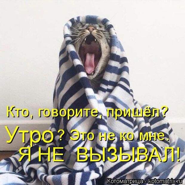 Свежая котоматрица (42 фото)