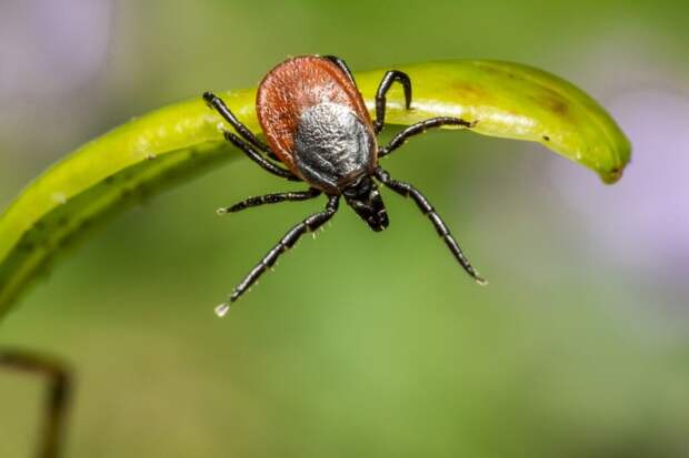 brown spider green leaf close up