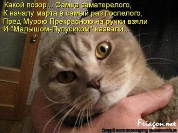 Котоматрица про Любовь