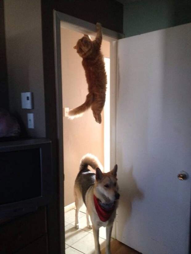 15 правил жизни настоящего кота catrules10 15 правил жизни настоящего кота