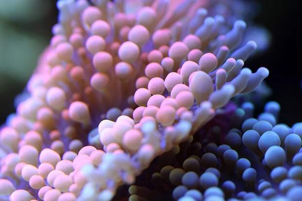 macroshots06 macroshots06 Удивительная макросъемка кораллов