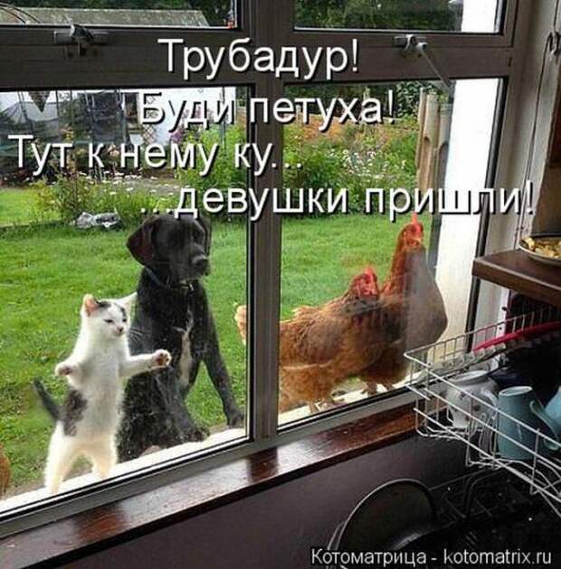 Котоматрицы (картинки с надписями)