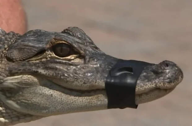 Рыбак поймал аллигатора на крючок: как опасный хищник оказался в обычном озере