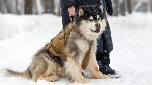 Добровольцы из Москвы сшили и отправили в зону СВО подсумки для служебных собак