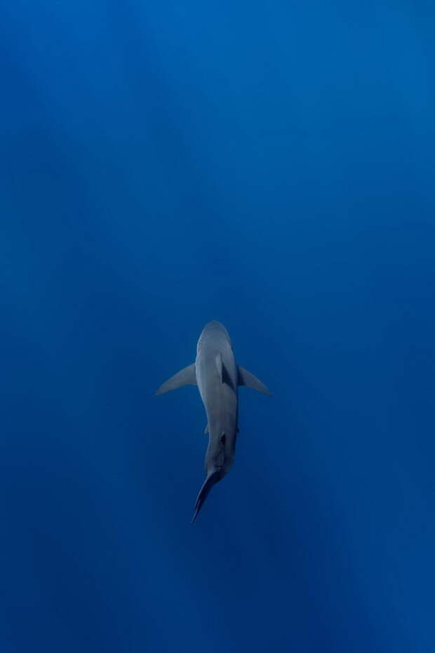 Акулы в фотографиях George Probst