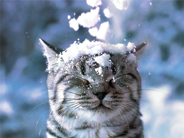 Скачать фото кошка, снег, на голову, и обои