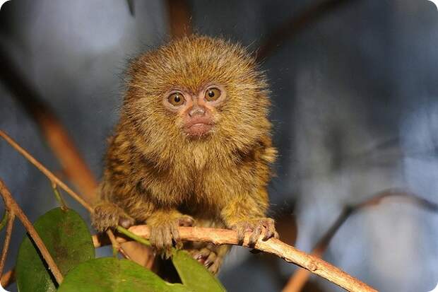 Карликовая игрунка (лат. Cebuella pygmaea)