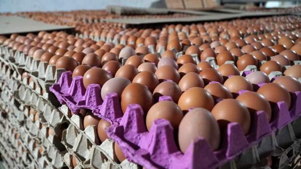 Подмосковные хозяйства отчитались о производстве яиц в первом квартале 2021 года