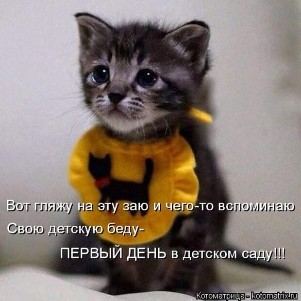 Лучшие котоматрицы недели (50 фото)