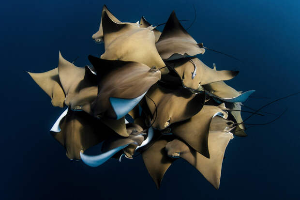 Лучшие фотографии с конкурса Nature Conservancy