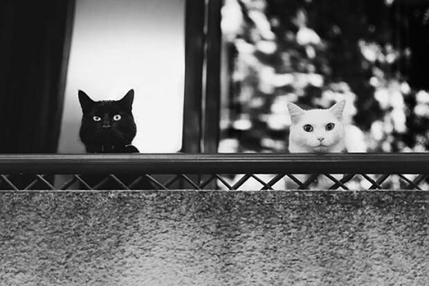 Neighbours