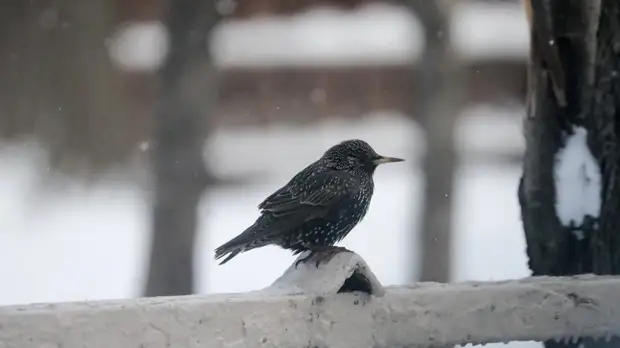 Метеоролог заявила о наступлении предзимья в столичном регионе