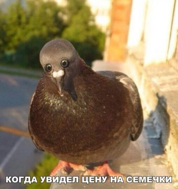 Подборка фотоприколов