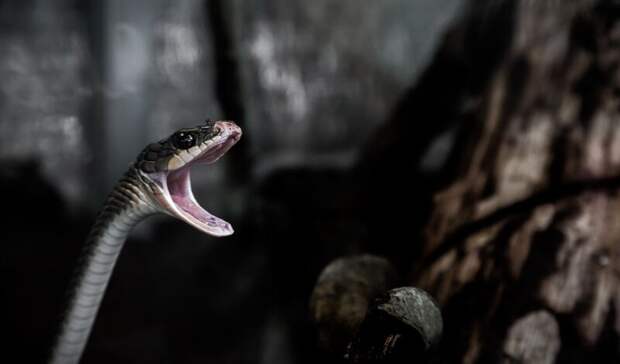 Мужчину укусила змея на острове в Ладожском озере