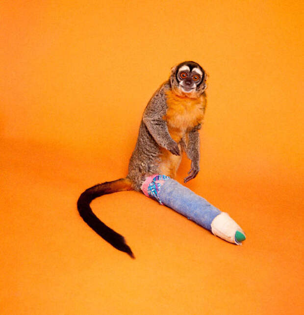 animals-in-tiny-casts-205-5800a056c8671__605