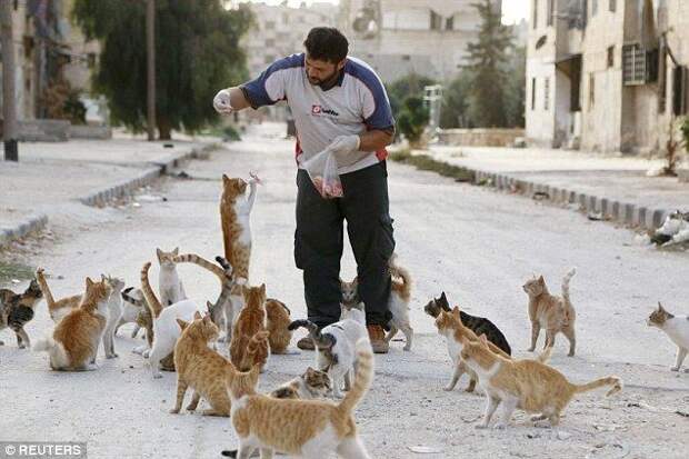 война в Сирии, водитель кормит бездомных кошек, Сирия водитель скорой помощи кормит кошек
