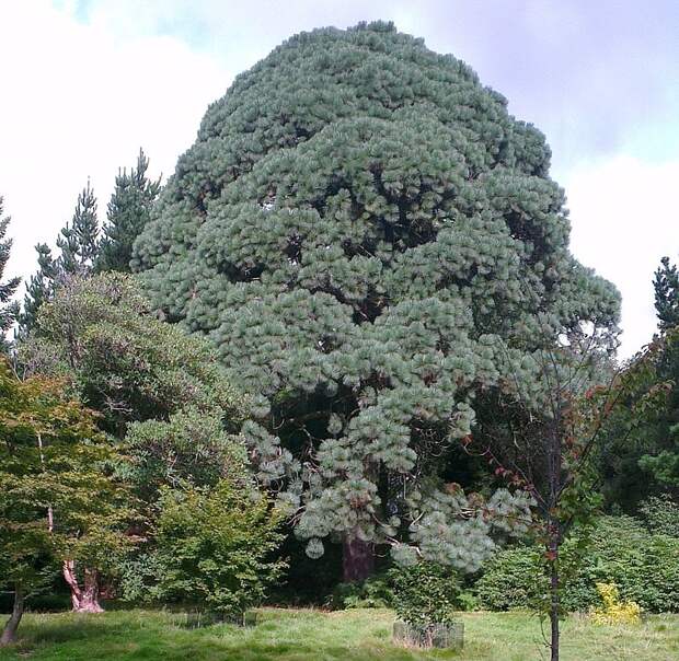 Сосна Монтесумы (белая сосна) фото (лат. Pinus montezumae)