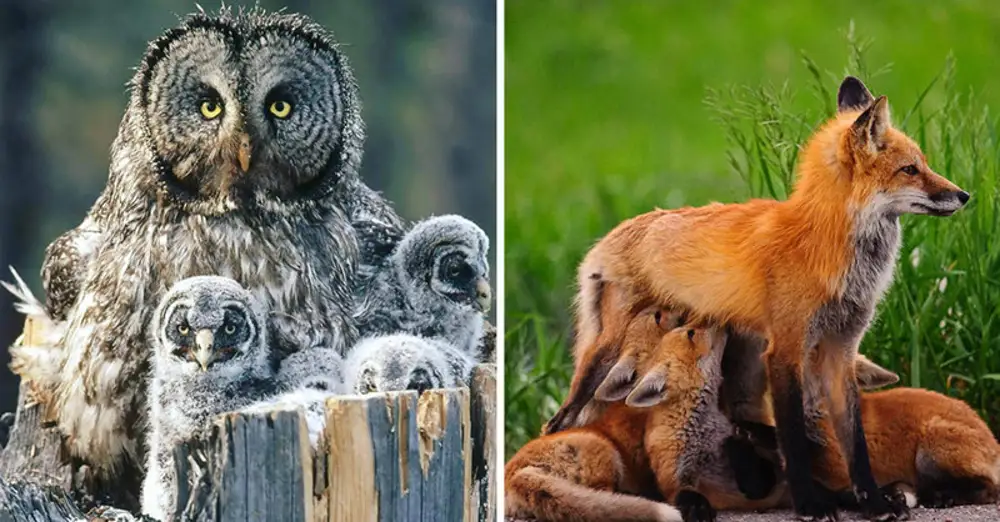 Национальный парк гир, гуджарат. Общение животных. Образ жизни животных. Обезьяны в национальном парке. Влюбленные звери.