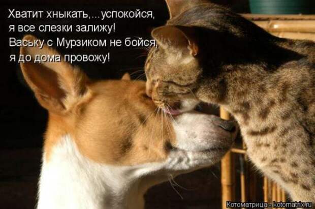 Котоматрицы (картинки с надписями)