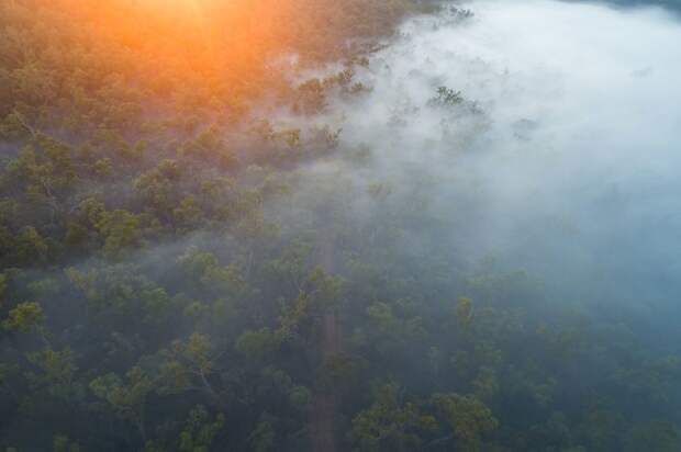 Таинственный лес австралия, где зимой рай, зима, красота, мягкий климат, пейзажи, тепло, фото