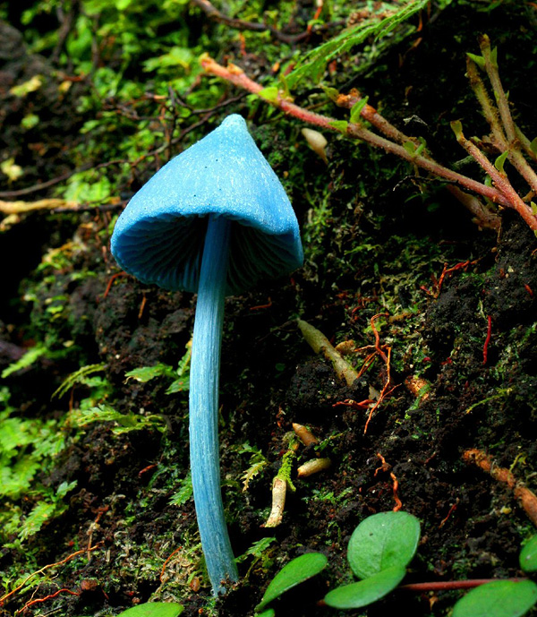 Голубой гриб Entoloma hochstetteri, Индия, фото