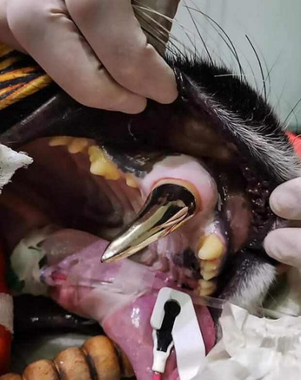 Впервые в Европе тигрице провели протезирование зубов