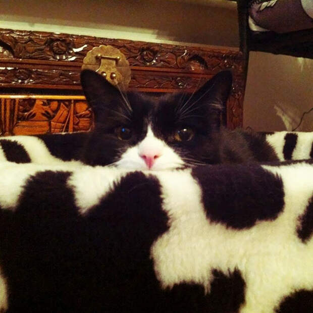 find-hidden-cat-camouflage-hide-and-seek-catouflage-57-5835881c505e7__605