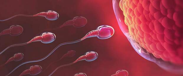 Ученые объяснили 59% сокращение числа сперматозоидов у западных мужчин