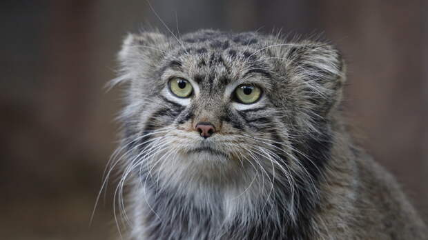 Панды, манул, фламинго на пруду и зебры на снегу: в Московском зоопарке назвали самых популярных его обитателей