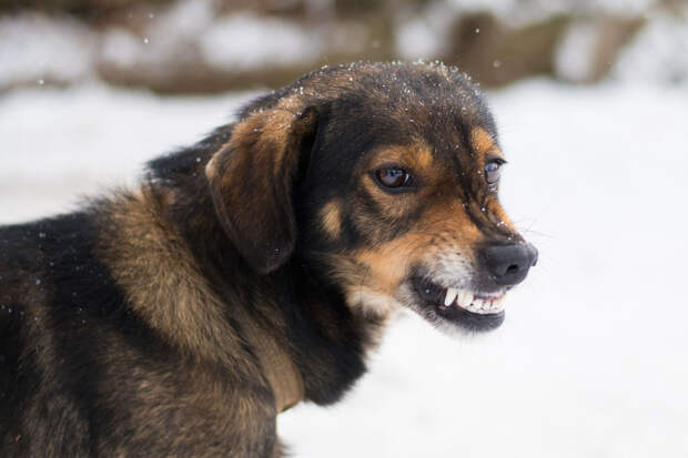В Екатеринбурге бродячие собаки покусали женщину