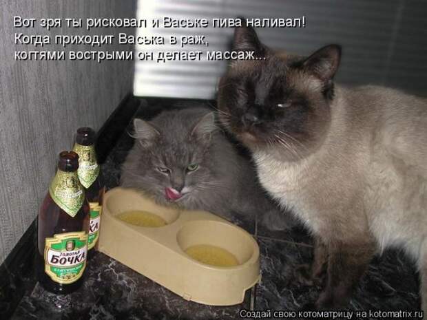 Лучшие котоматрицы недели (50 фото)